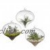 Glass Hanging Flower Vase Planter Terrarium Container Home Wall Decor Flower Pot   222372151275